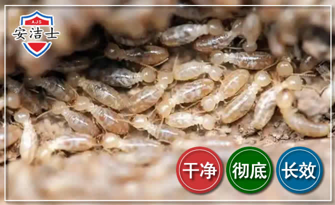 富阳区白蚁防治