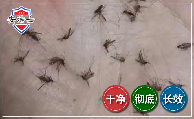 富阳区蚊子防治-灭蚊