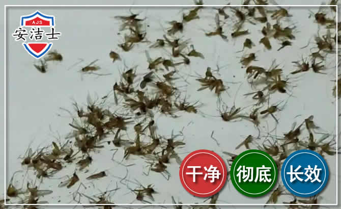 富阳区苍蝇防治-灭蝇