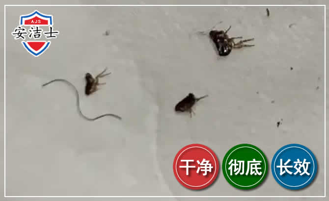 富阳区跳蚤防治-灭跳蚤