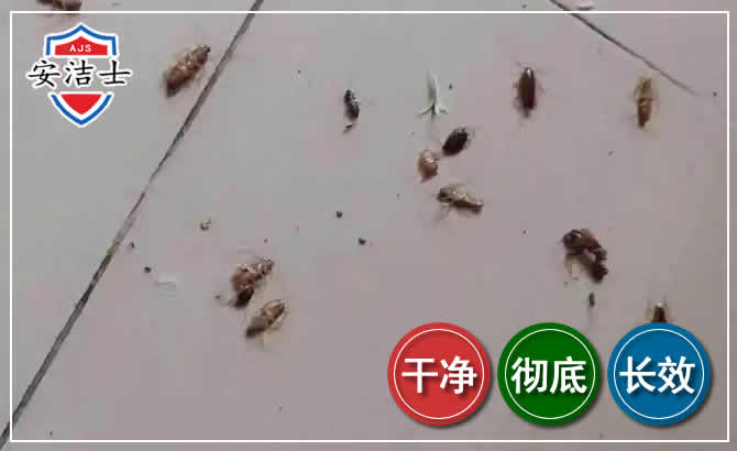 富阳区蟑螂防治-灭蟑螂