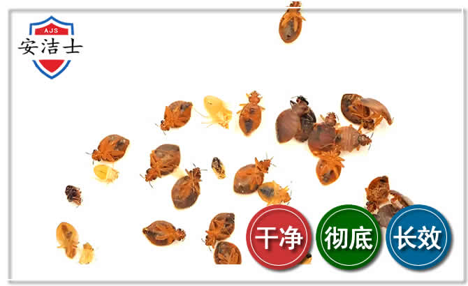 富阳区臭虫防治-消灭臭虫